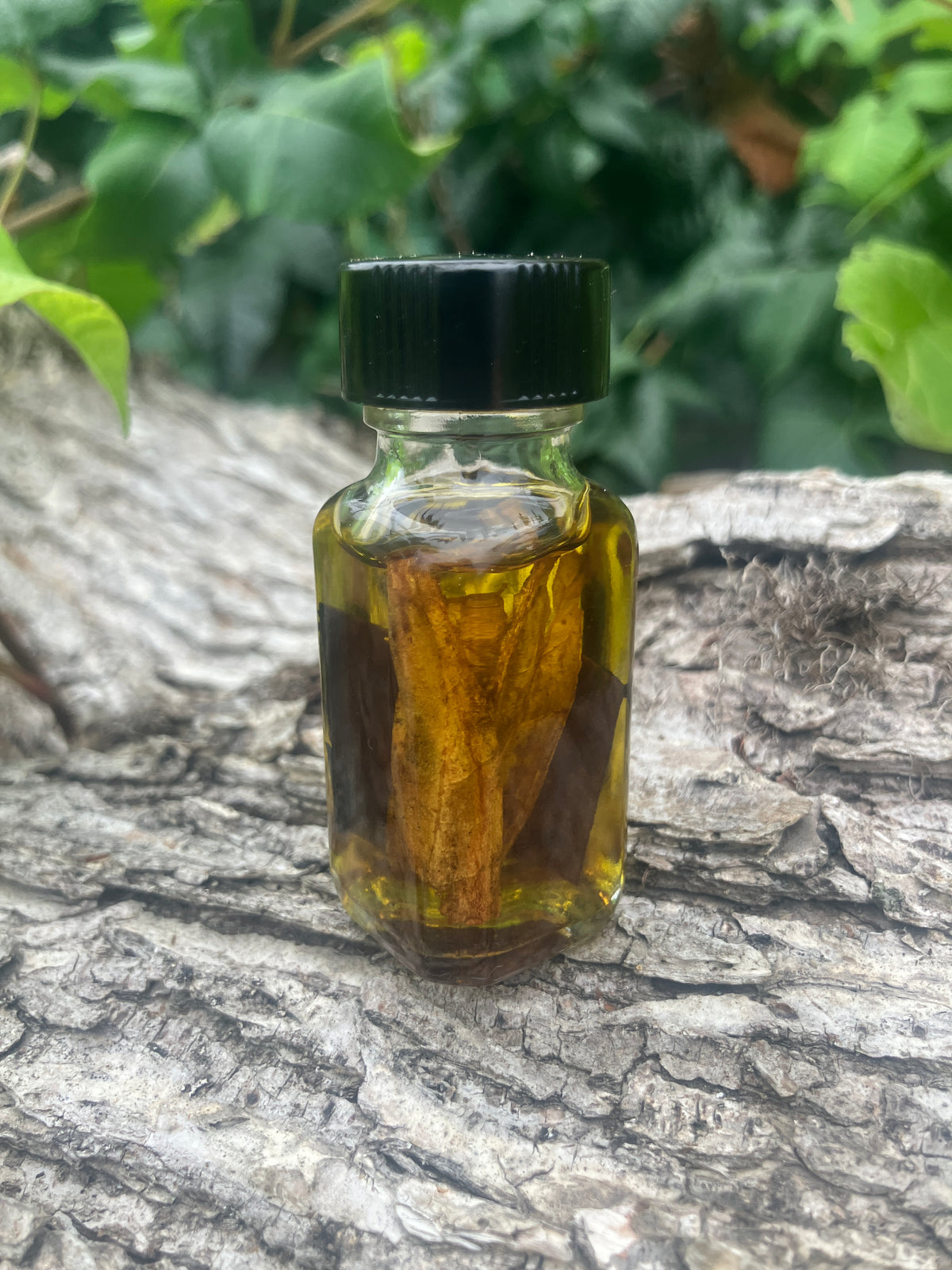 The Oil Bufo by Haus of Ophidious